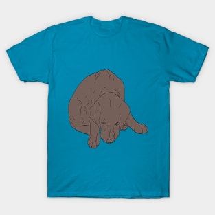 Chocolate Labrador Saying Sorry T-Shirt